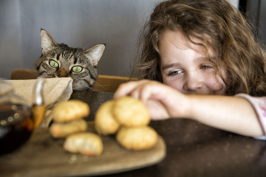 Kediler Bisküvi Yiyebilir mi? Çay Daldırma mı Atlama mı?