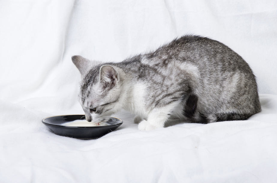 Kediler Muzlu Puding Yiyebilir mi? Doğru mu Yanlış mı Seçim?