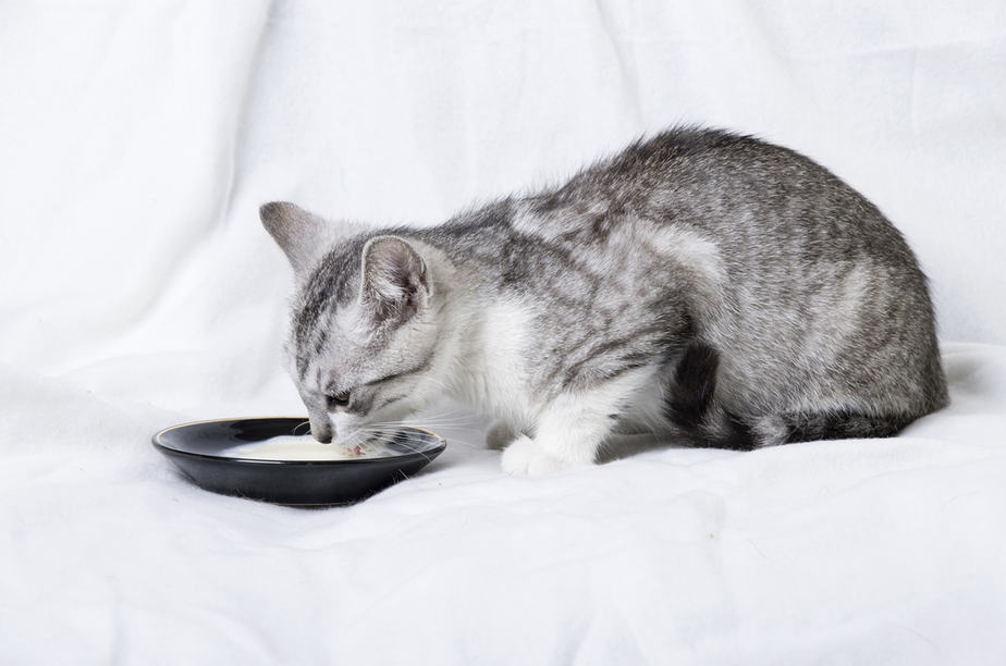 Can Cats Eat Banana Pudding? Right Or Wrong Choice?