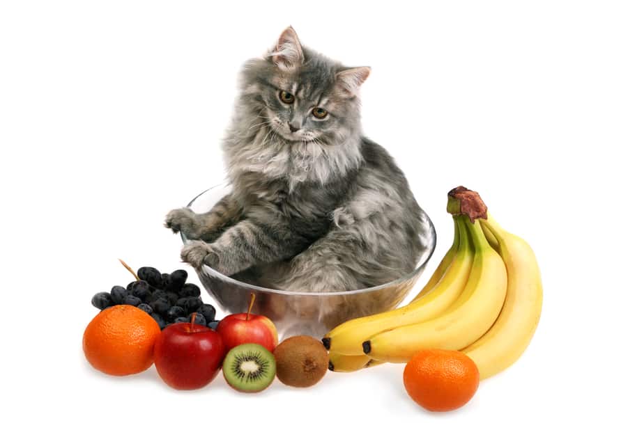 Kediler Kivi Yiyebilir mi? Bu Meyve Kediler İçin Zararlı mı?