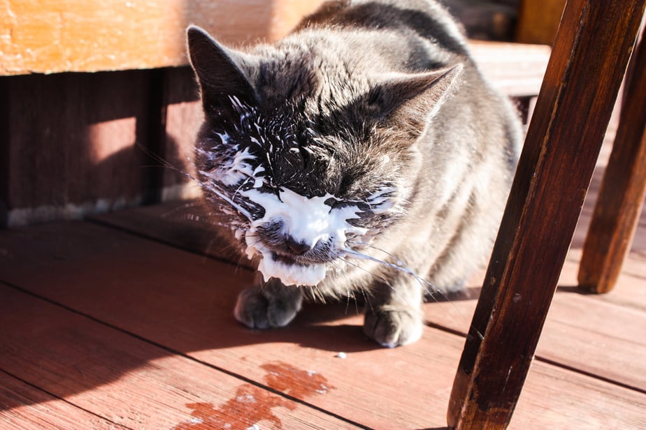 Can Cats Eat Sour Cream? Eat Or Pass?