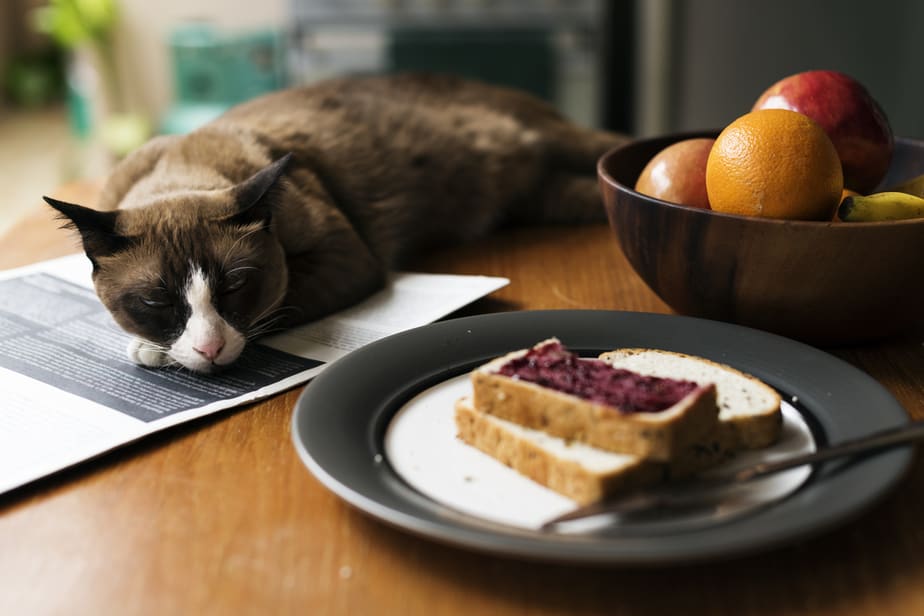 Can Cats Eat Jelly? Do They Even Like This Treat?