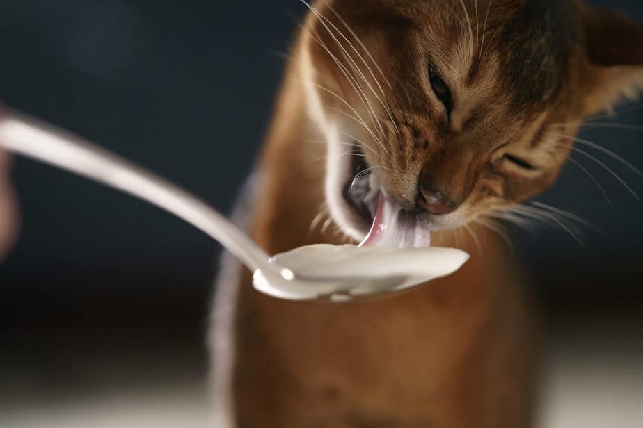 Kediler Ekşi Krema Yiyebilir mi? Yiyin ya da Geçin?