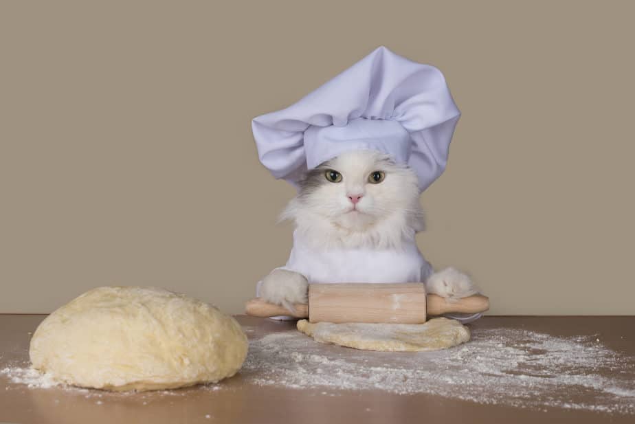 Kediler unlu tortilla yiyebilir mi?