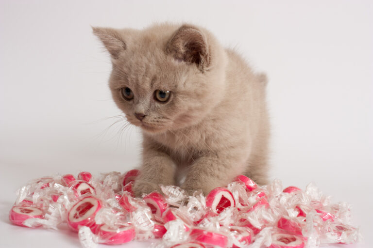 Can Cats Eat Caramel? Should You Avoid This Sugary Treat?