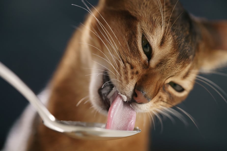 Kediler Muzlu Puding Yiyebilir mi? Doğru mu Yanlış mı Seçim?