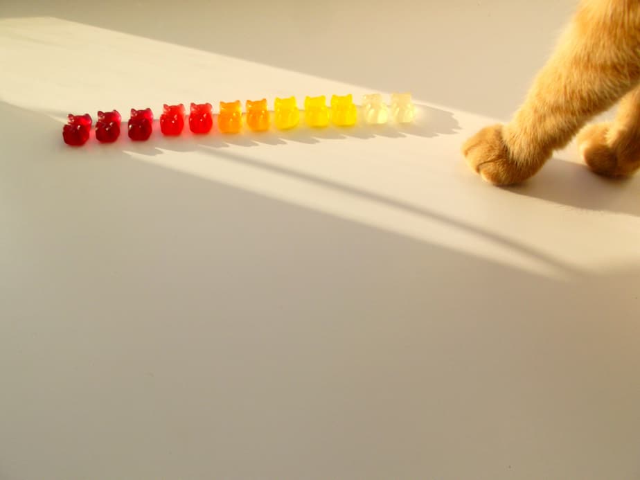 can-cats-eat-jelly-do-they-even-like-this-treat