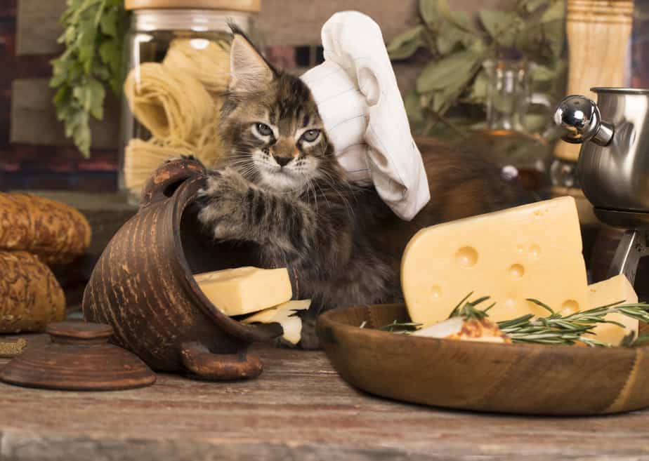 Kediler Pesto Yiyebilir mi? Bu Otlu Sos Kediler İçin Güvenli mi?