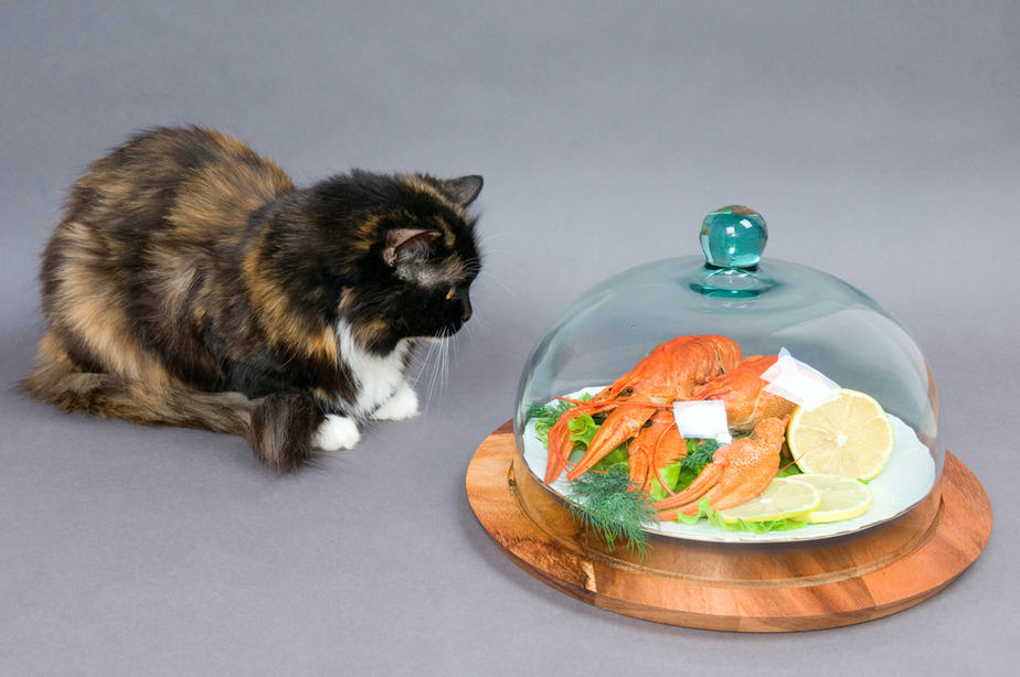 Can Cats Eat Crab Meat? Grab The Crab Or Stay Away?