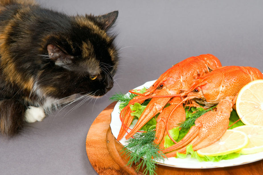 Can Cats Eat Lobster? Delicious Or Dangerous?