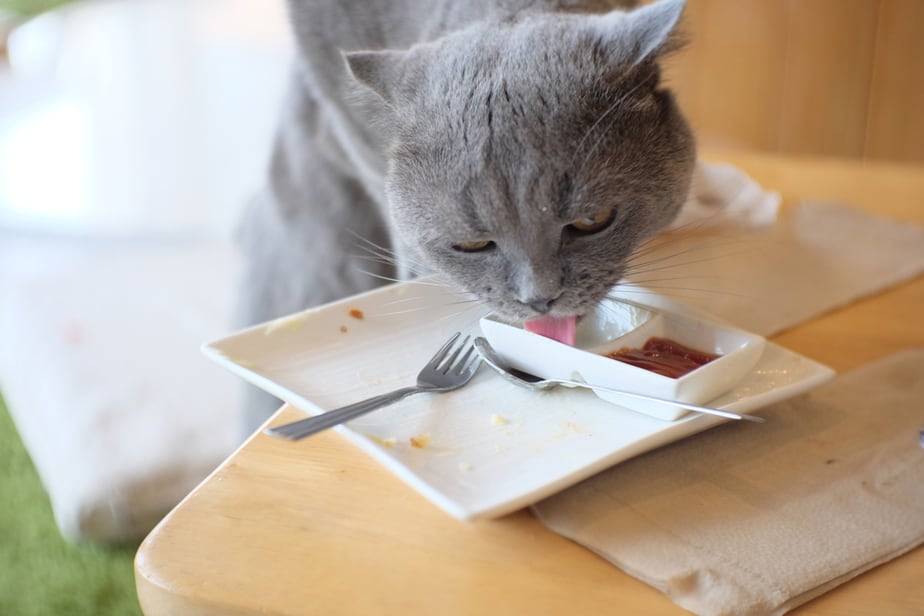 Kediler Teriyaki Beef Jerky Yiyebilir mi? Tehlikeli midir?