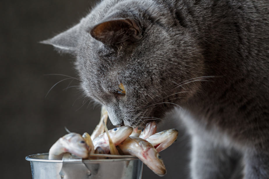 Can Cats Eat Anchovies? Safe Or Harmful?