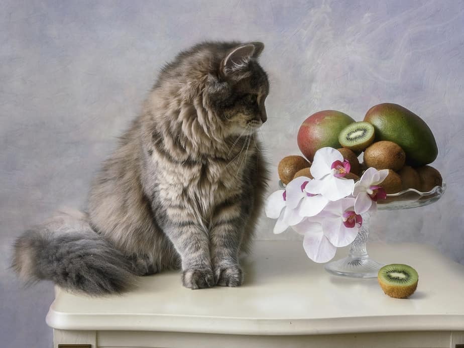 Kediler Kivi Yiyebilir mi? Bu Meyve Kediler İçin Zararlı mı?