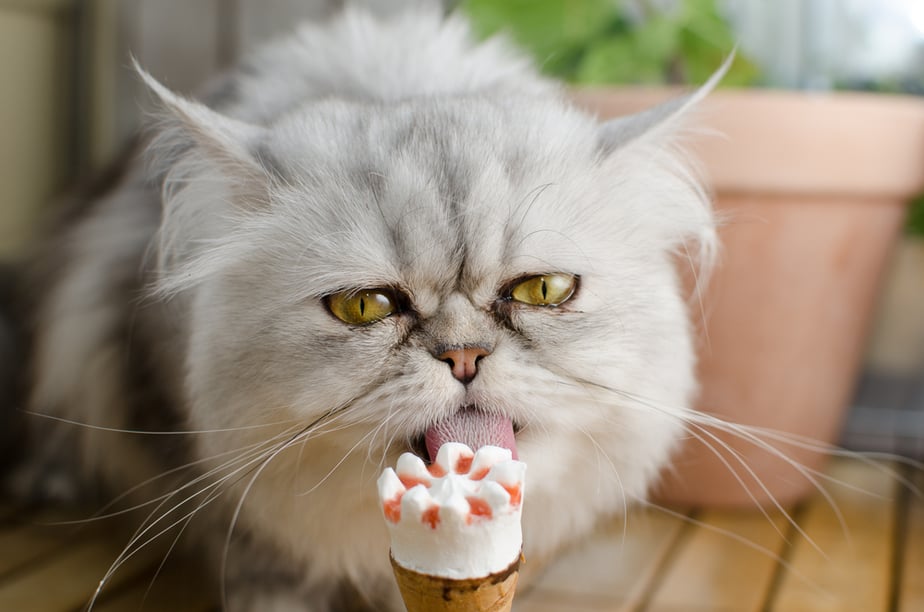 Can Cats Eat Popsicles? Is There An Alternative?