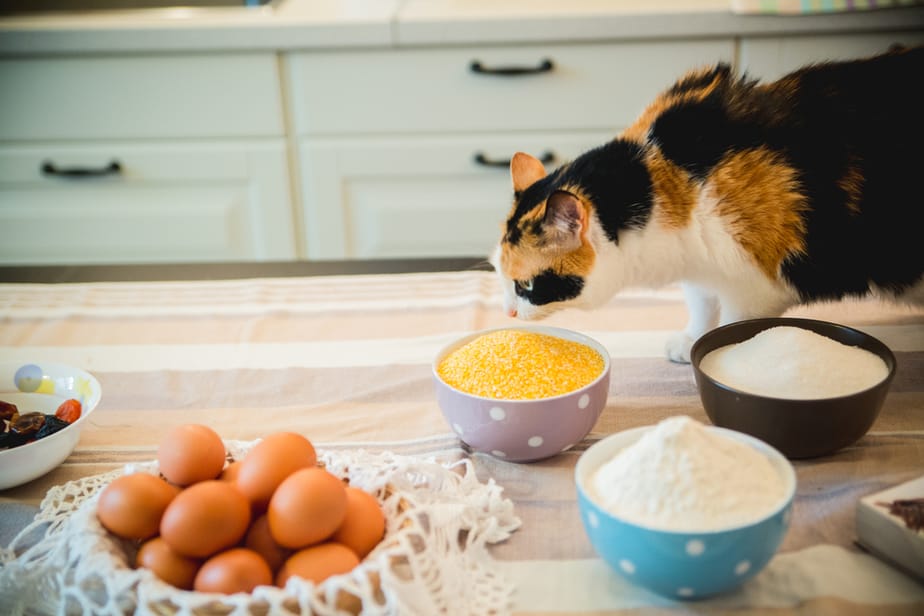 Can Cats Eat Banana Bread Or Is It Too Risky?