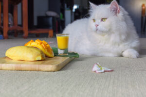 Can cats eat dried mango?