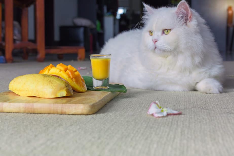 Can Cats Eat Dried Mango? Learn How To Tango With This Fruit!