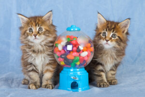 can cats eat jelly