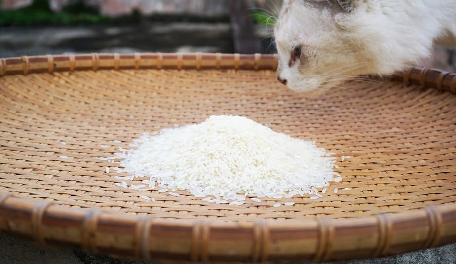 Kediler Sütlaç Yiyebilir mi? Pirinç Farelerden Daha İyidir!