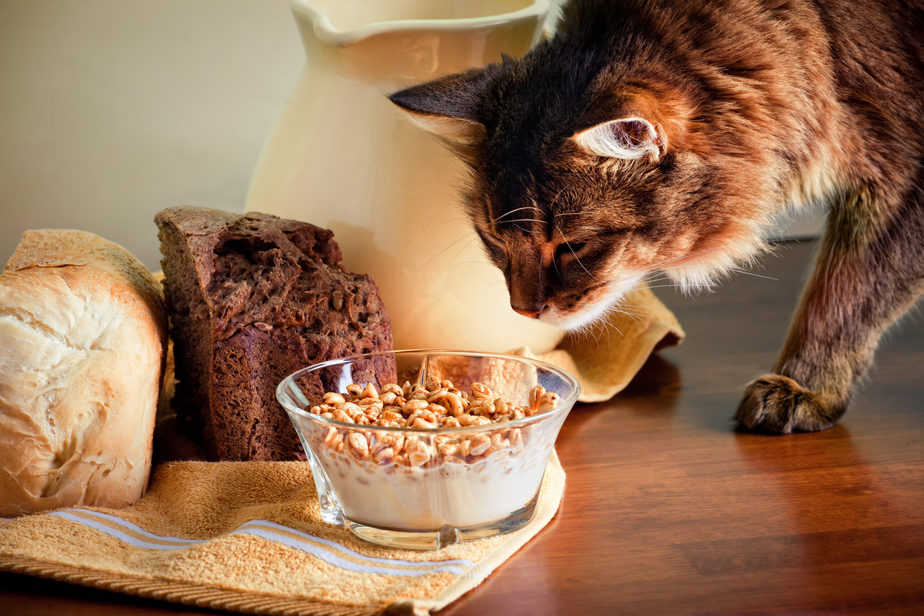 kediler mısır gevreği yiyebilir mi