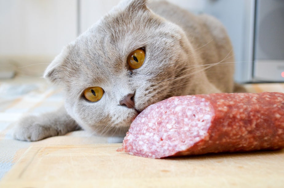 Can Cats Eat Pepperoni? Everything You Need To Know!