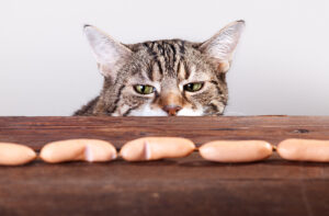 can cats eat vienna sausage