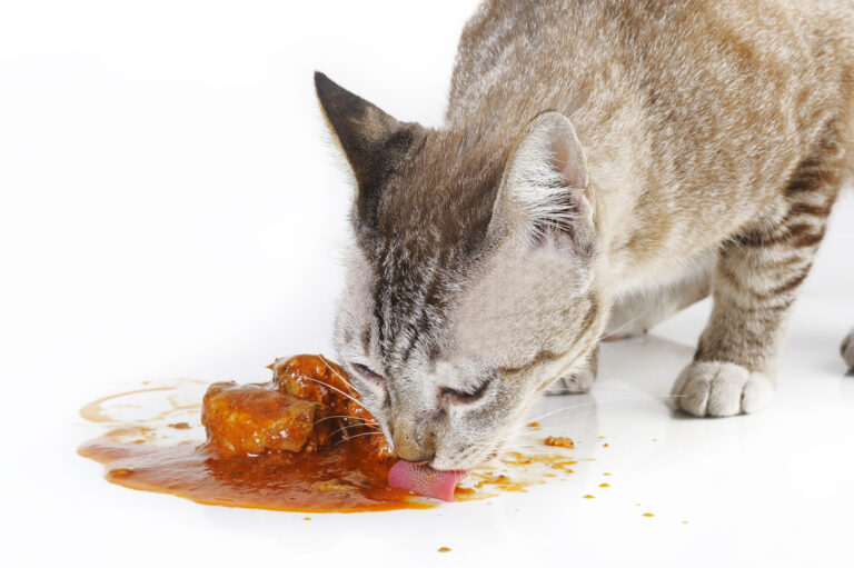 Can Cats Eat Ketchup? Everything A Responsible Cat Owner Should Know