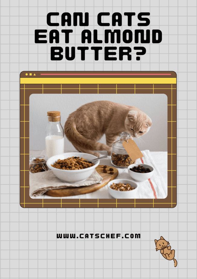 Can Cats Eat Almond Butter?