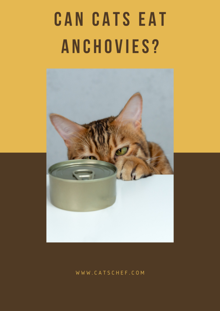 Can Cats Eat Anchovies? Safe Or Harmful?