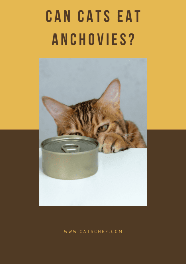 Can Cats Eat Anchovies?