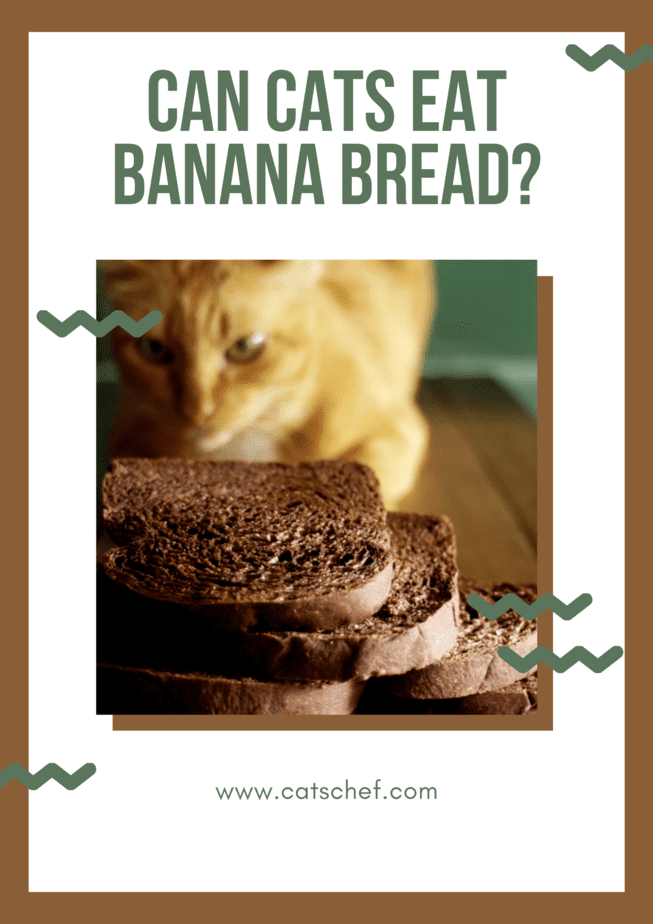 Can Cats Eat Banana Bread Or Is It Too Risky?