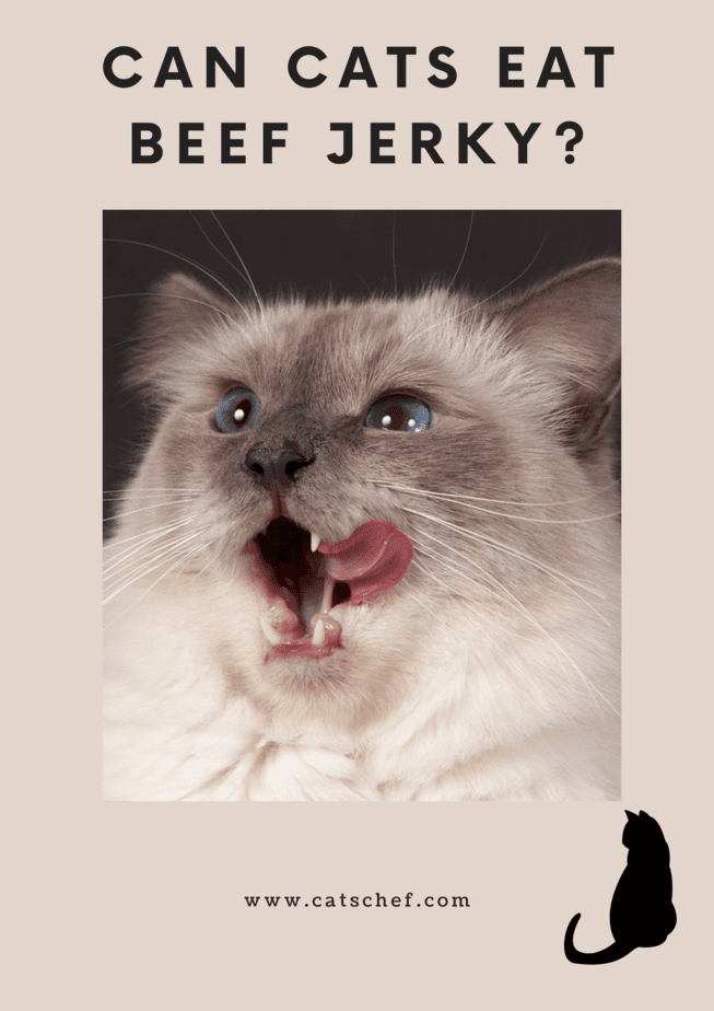 Can Cats Eat Beef Jerky?