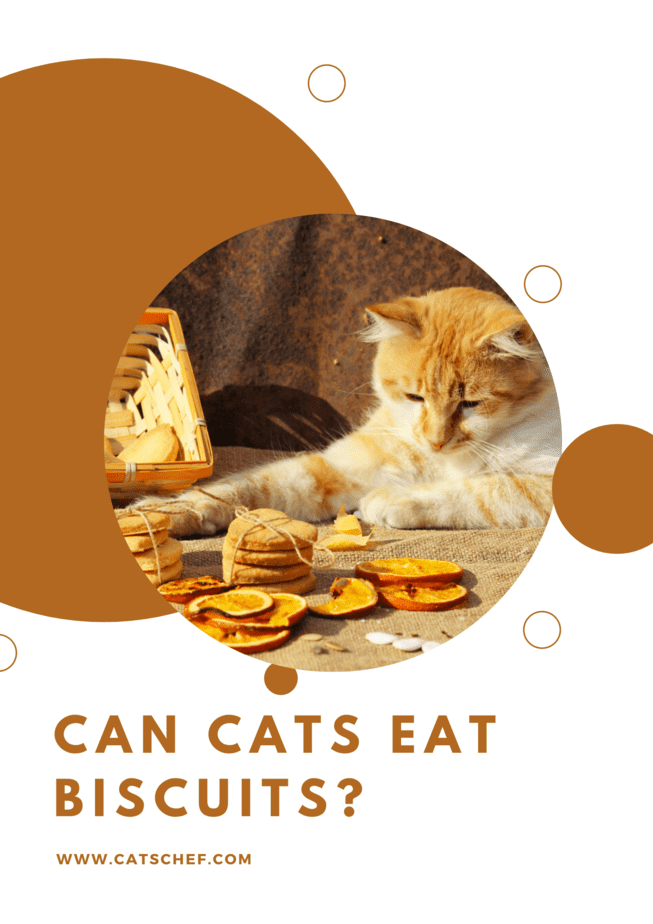 Kediler Bisküvi Yiyebilir mi?