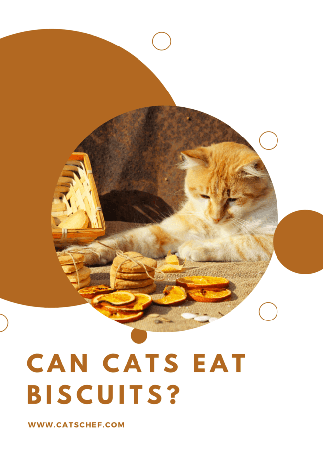 Can Cats Eat Biscuits?