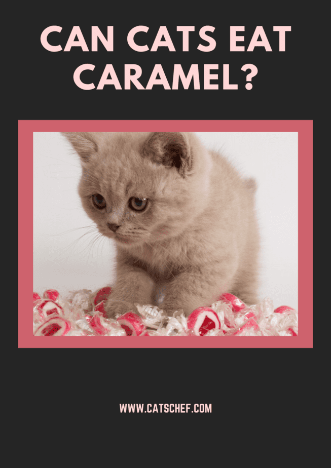 Kediler Karamel Yiyebilir mi?