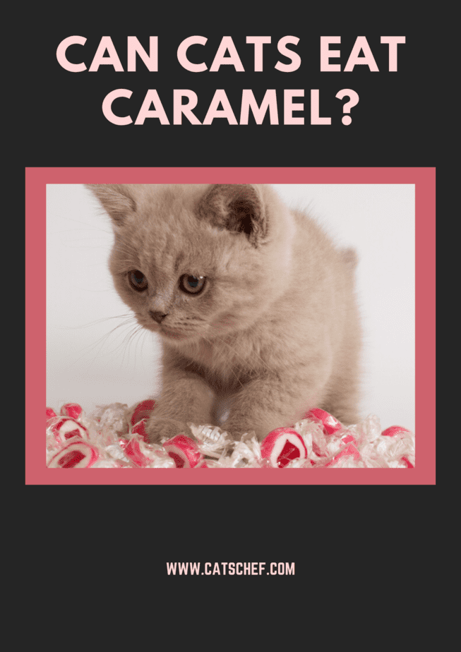 Can Cats Eat Caramel?