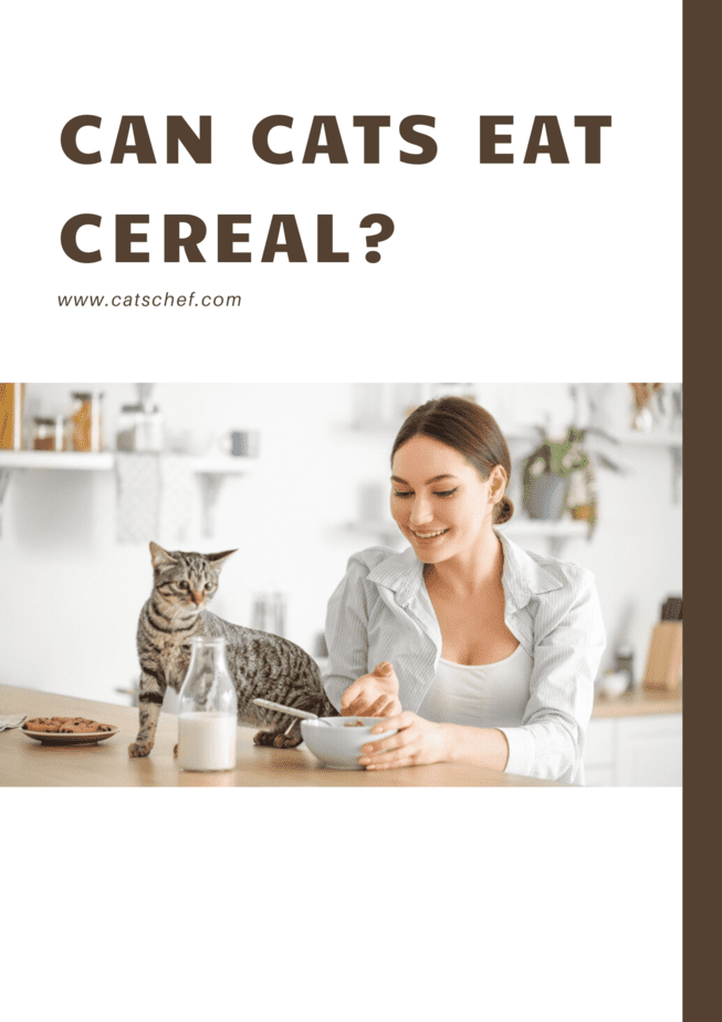Can Cats Eat Cereal?