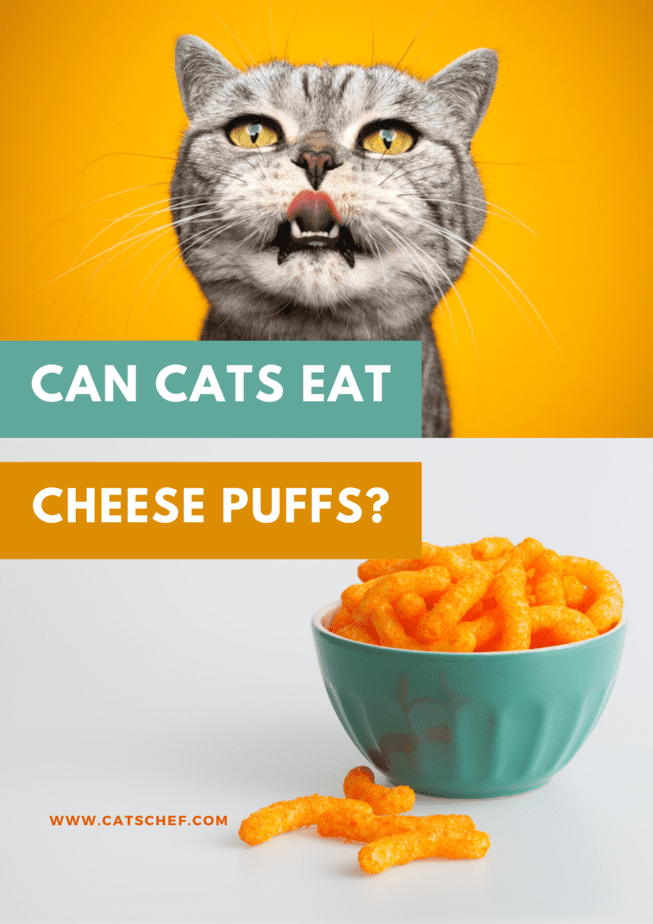 Can Cats Eat Cheese Puffs?