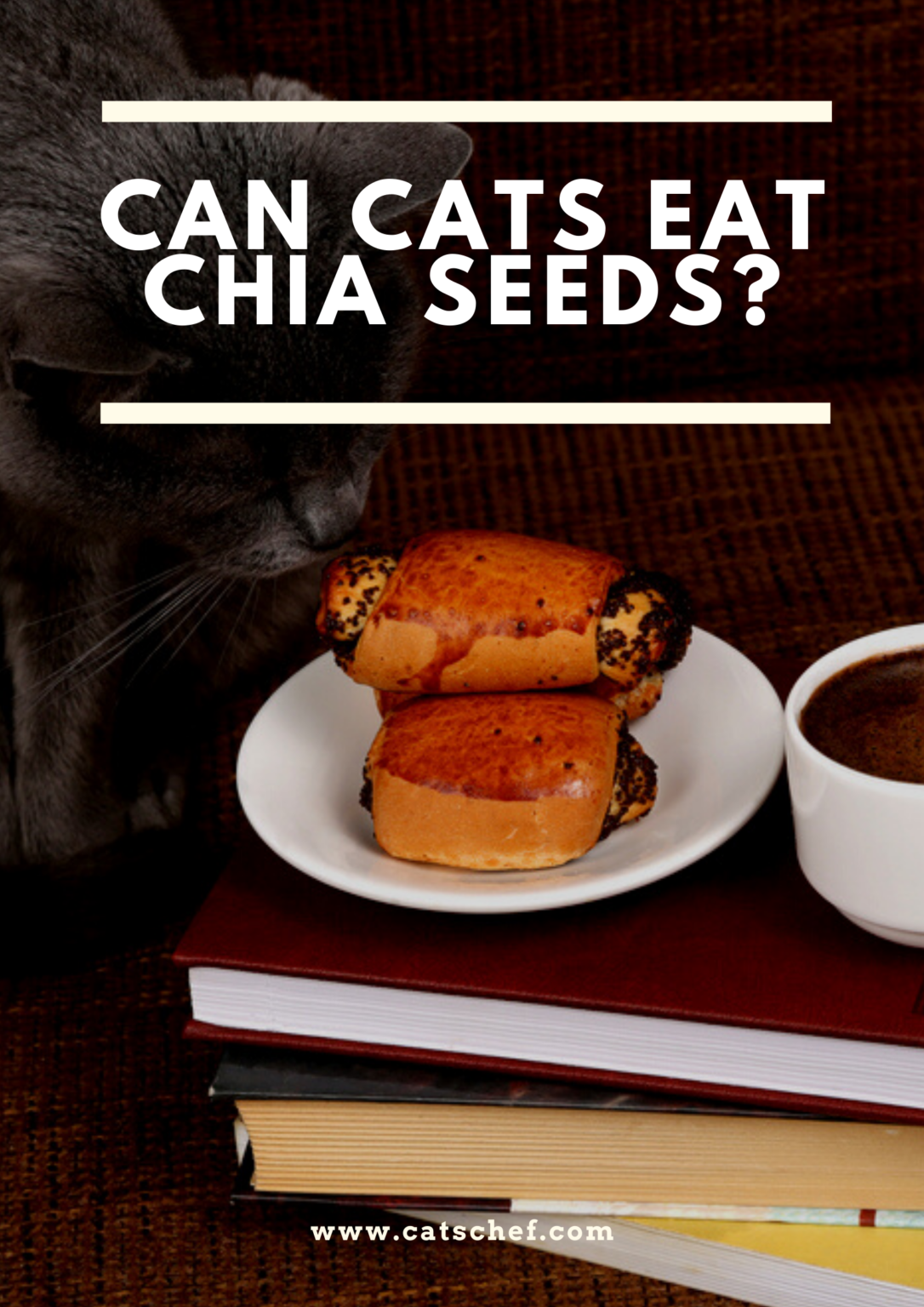 Can Cats Eat Chia Seeds? Superfood Or Super Risky?