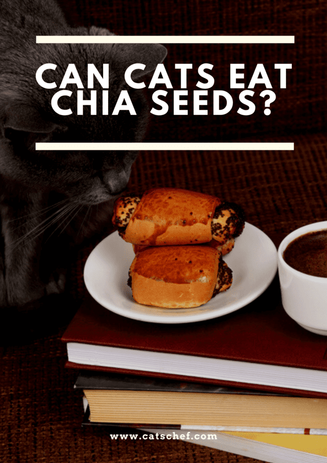 Can Cats Eat Chia Seeds?