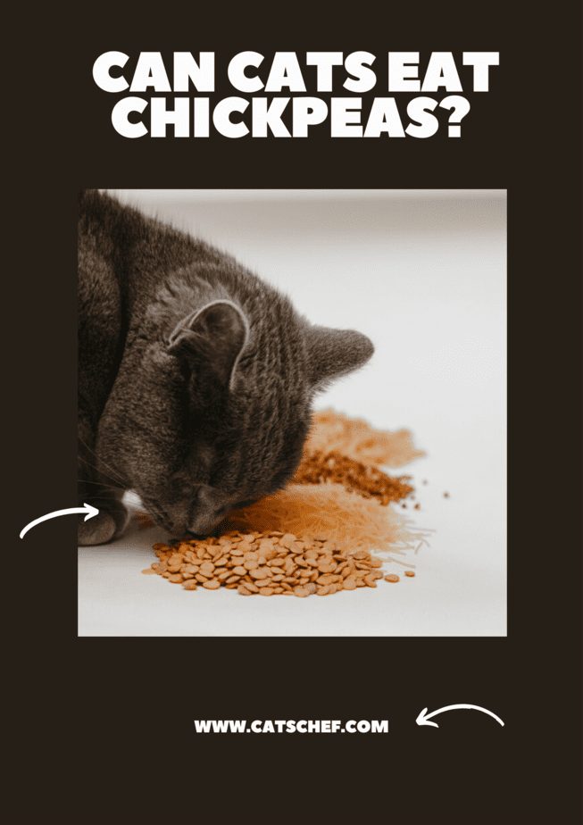 Can Cats Eat Chickpeas?