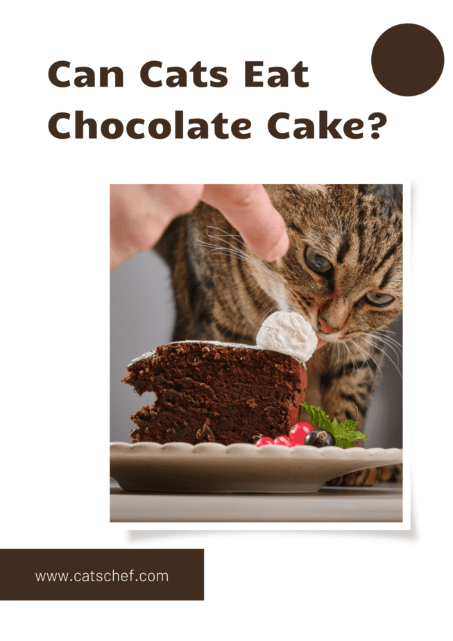 Can Cats Eat Chocolate Cake?