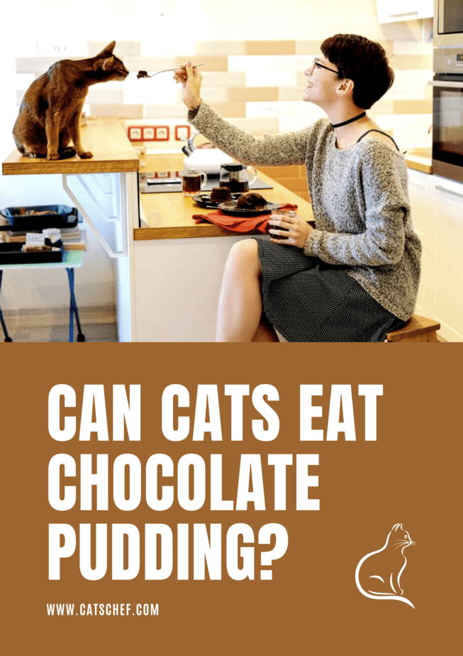 Can Cats Eat Chocolate Pudding?