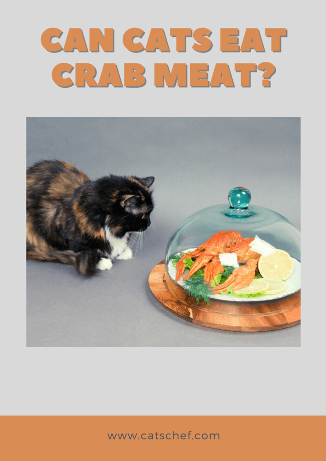 Kediler Yengeç Eti Yiyebilir mi?