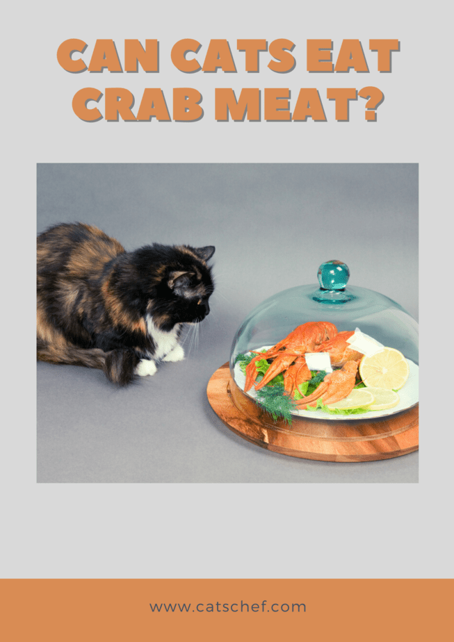 Can Cats Eat Crab Meat?