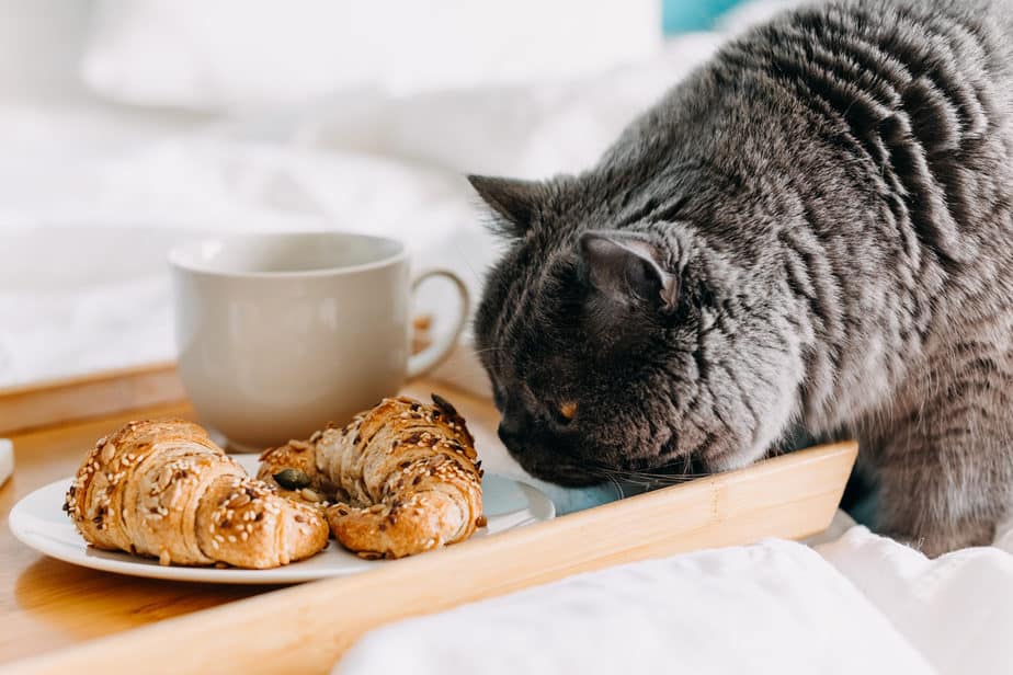 Can Cats Eat Croissants? Is This What Your Cat Wants?