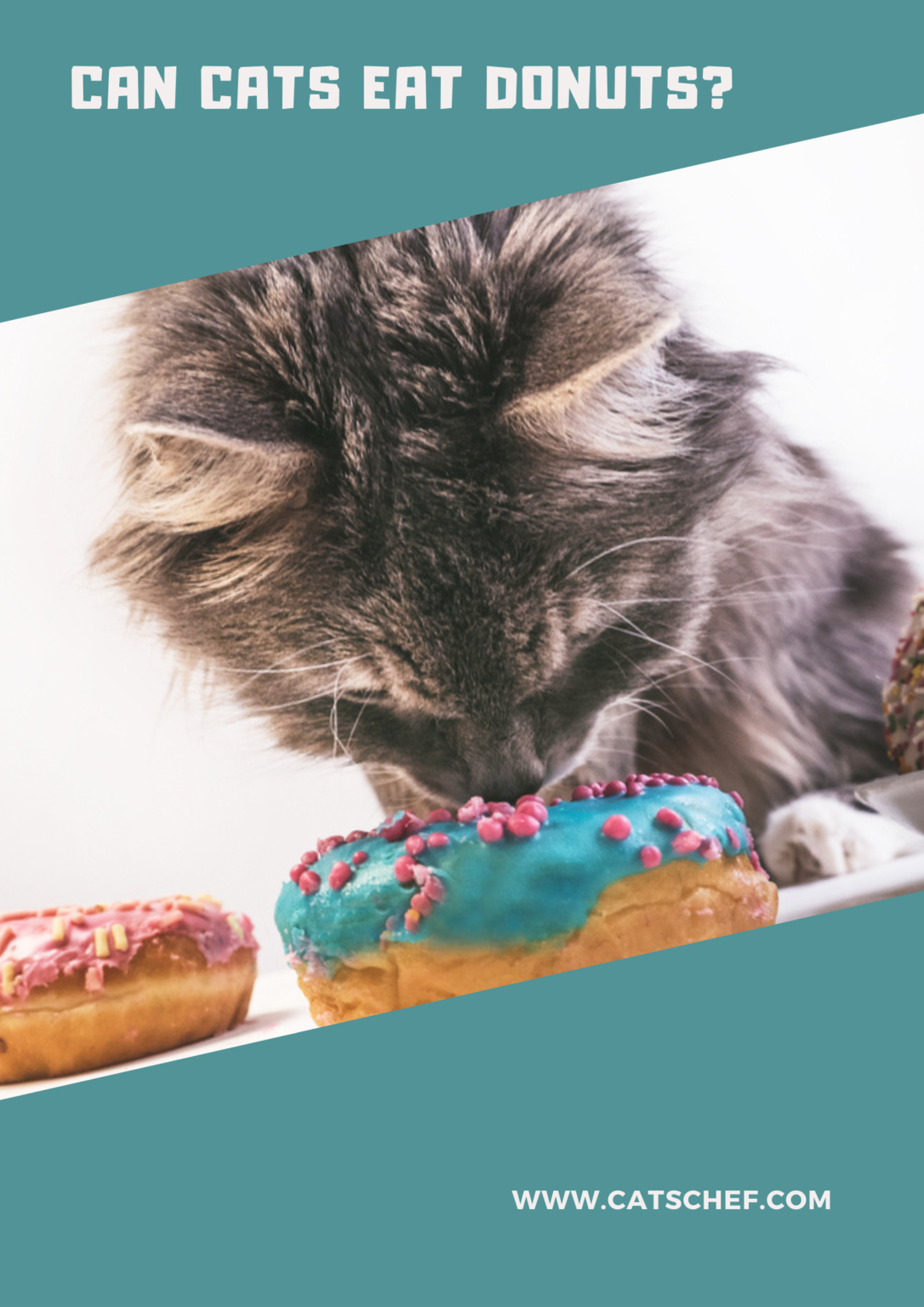 Can Cats Eat Donuts? Sweet Treats Or Health Hazards?