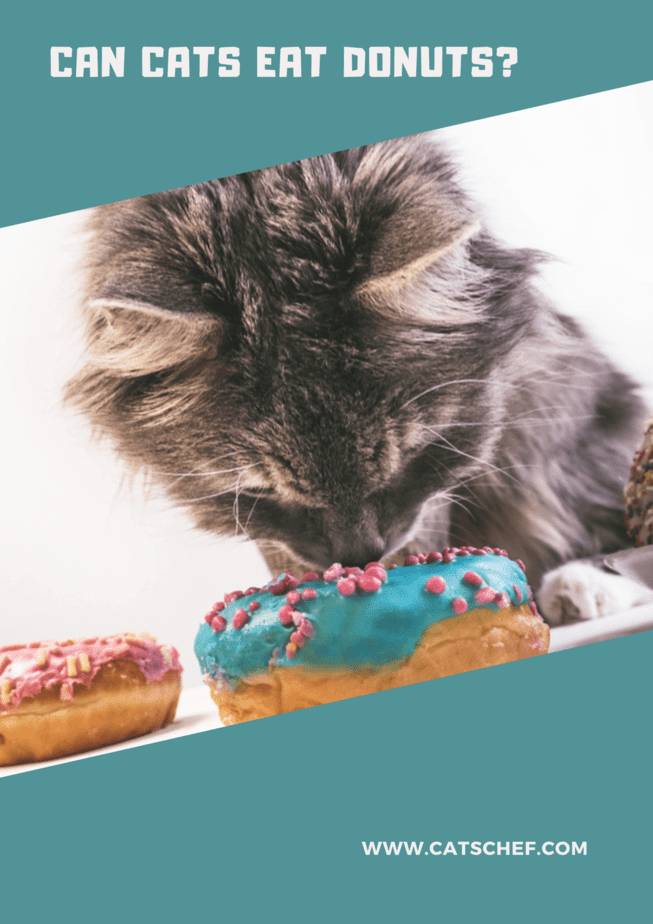 Kediler Donut Yiyebilir mi?
