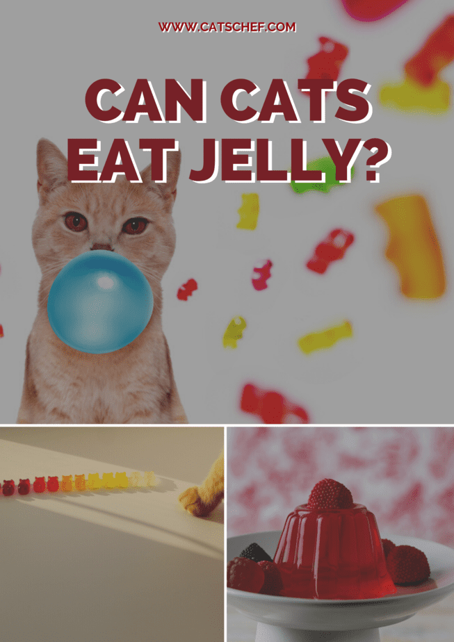 Can Cats Eat Jelly?