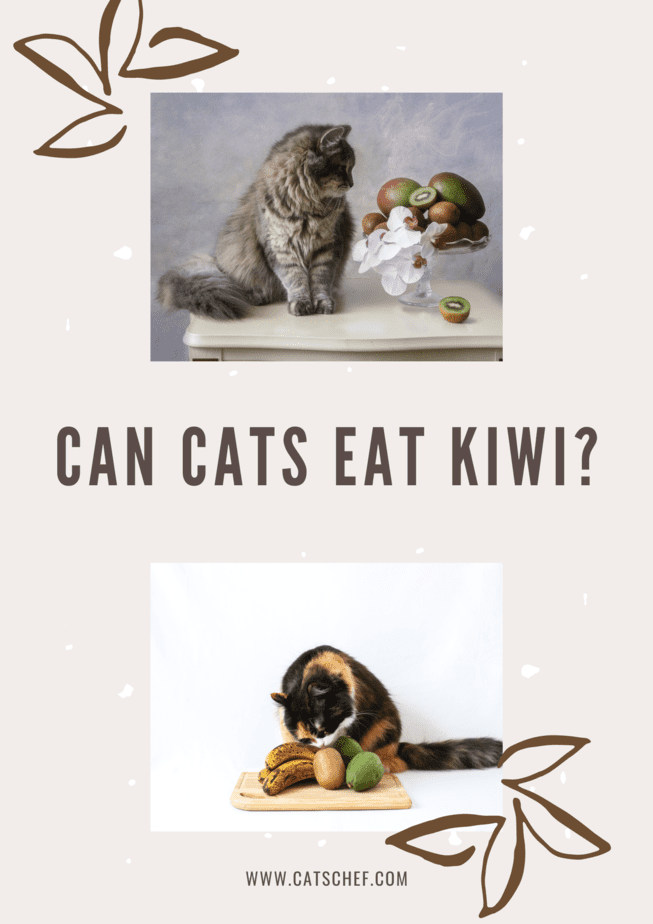 Kediler Kivi Yiyebilir mi?